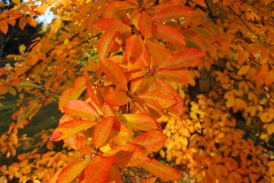 Nyssa sylvatica - tupela lesní - podzimní listy